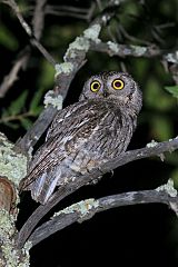 Western Screech-Owl